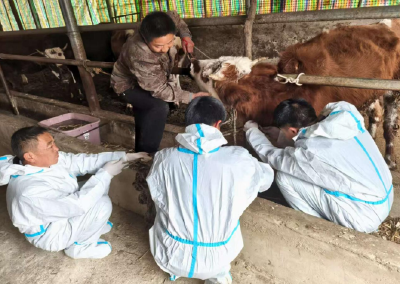 万峪河乡：开展布病筛查 护航人畜健康