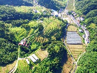 门古寺镇：黄精产业旺 乡村“绿富美”