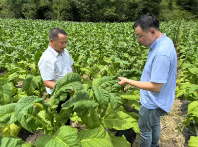 野人谷镇：烟叶飘香助振兴  产业发展富乡村 