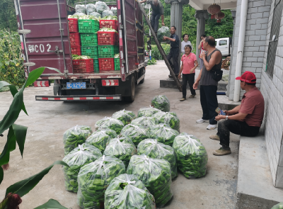 房县野人谷镇：蔬菜喜获丰收 小产业撑起村民“钱袋子”