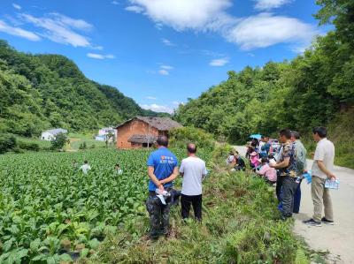野人谷镇：科技顾问解疑虑 田间烟农打顶抹芽忙