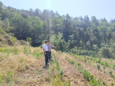 五台乡 “监督+服务”双轮驱动 助力黄精产业结出“富民果”