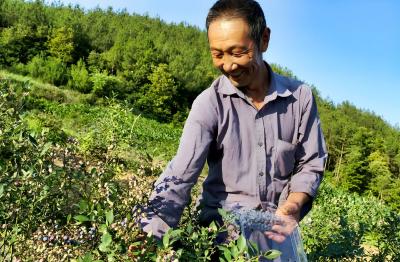 【记者走基层】甜蜜“蓝”不住，丰收挂满枝