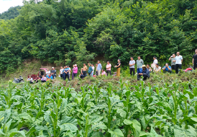 时值仲夏烟田忙 精管细作促增收