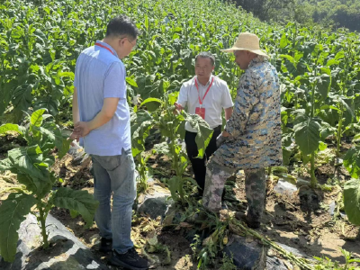 野人谷镇：烟叶长势佳 产业兴农家