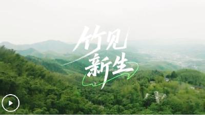 微视频丨竹见新生