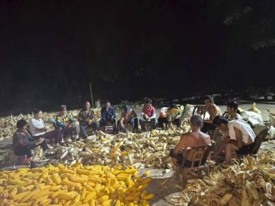 房县军店镇中村：邻里互助好风尚，秋收玉米堆满仓