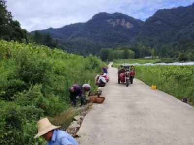 万峪河乡：清理河道除杂草 洁净家园防蚊虫