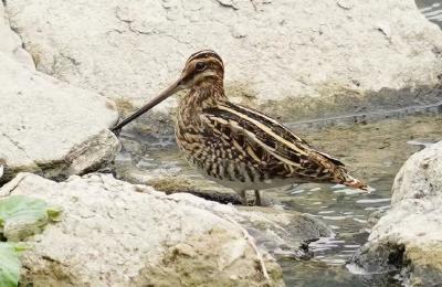 万里迁徙，有“证”可寻——从候鸟环志看洪湖湿地生态转变