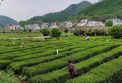 窑淮镇：“传统秋茶”与“创新抹茶”喜迎双丰收