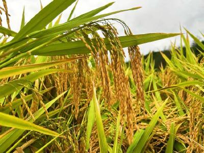 新春走基层 | 珞红优1564种子为何被抢购？——湖北自主水稻良种引爆春耕市场的深层观察