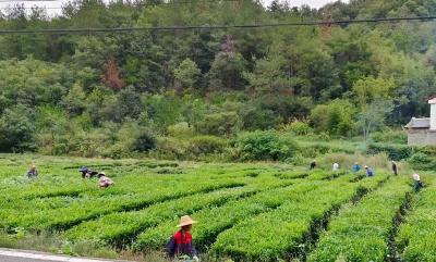 窑淮镇：秋季茶园管护忙 生态除草保丰收