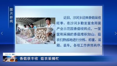 香菇获丰收  菇农采摘忙
