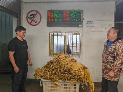 九道乡：烟叶喜开秤 筑牢烟农“增收钱袋子”