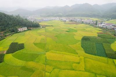 西山深处闻鹿鸣