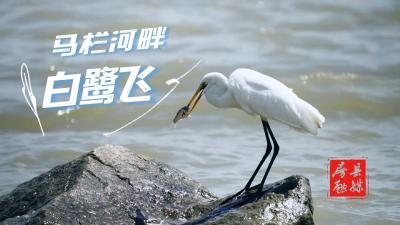 房县：马栏河畔白鹭飞