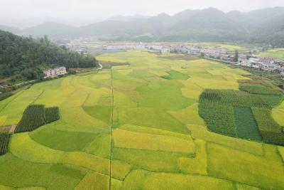 十堰房县：秋风拂稻浪 农机助归仓