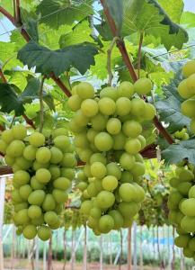 房县军店镇中村：“阳光玫瑰”香满园 甜蜜产业促振兴