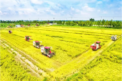 湖北粮仓的荆州担当