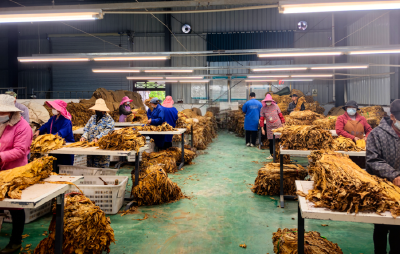 青峰镇：“金叶”丰收季 产业兴乡村