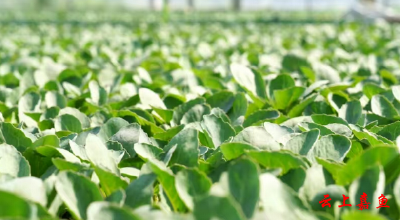嘉鱼：一颗甘蓝托举10亿元富民产业