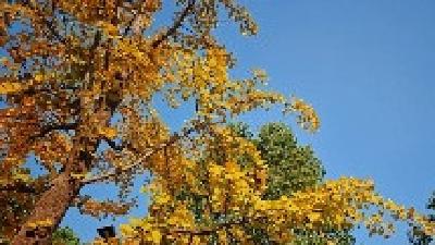 白鹤镇：跨域联动解“薪”结 司法为民显担当