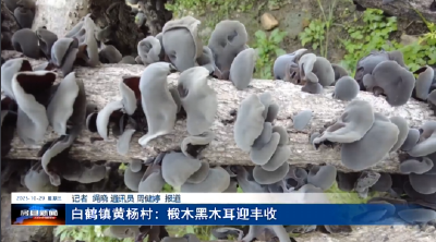白鹤镇黄杨村：椴木黑木耳迎丰收