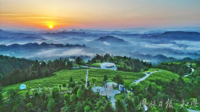 一叶“藤”飞香天下 ——来凤县推动藤茶产业高质量发展纪实