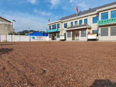 房县军店镇三溪沟村：红高粱迎丰收，“红色产业”照亮乡村振兴路