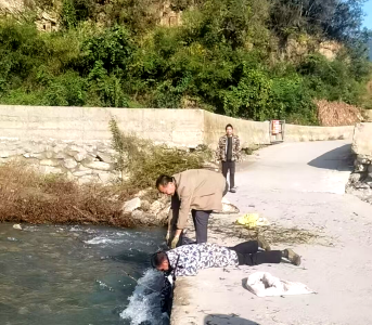 一颗甘蓝的绿色革命