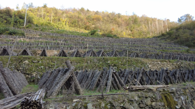 【记者走基层】青峰镇下河村：木耳丰收季迎来最佳品质