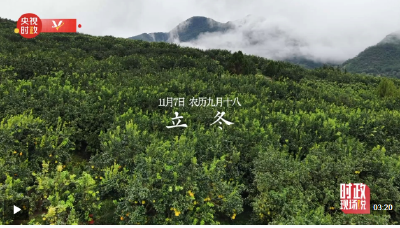 
时政现场说丨金柚满枝头 产业甜万家

