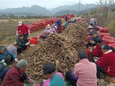 紫薯种出“甜蜜”致富路