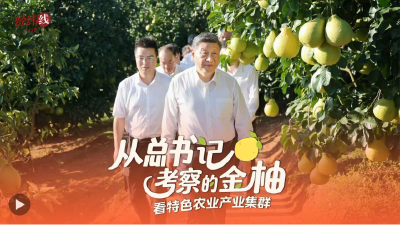 经纬线·从总书记考察的金柚，看特色农业产业集群