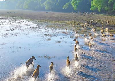 4位亲历者见证麋鹿保护世界传奇：从诺亚方舟到东方乐园