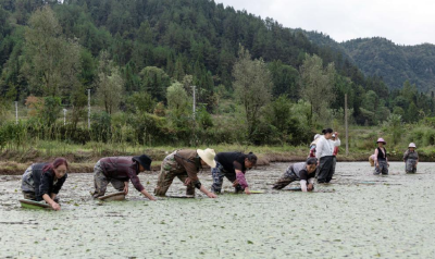 绿水青山育珍馐 ——利川莼菜的生态重生与富民路