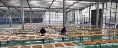 房县：从“一棵苗”到“一条链”  推动黄精产业跨越式发展