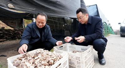 我县加快推进椴木食用菌品牌提升工作
