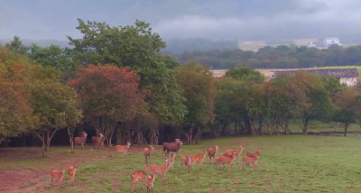 长江珍稀物种的生命回响