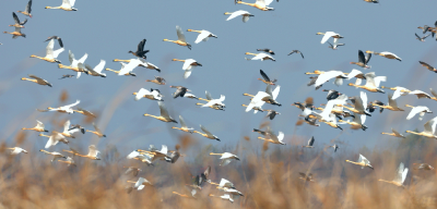 洪湖新生：书写“一切天成”的绿色答卷