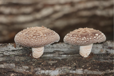 白鹤镇：袋料耳菇备料忙  产业振兴添动能