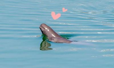 江豚逐浪好风景——“微笑天使”见证宜昌人与自然和谐共生