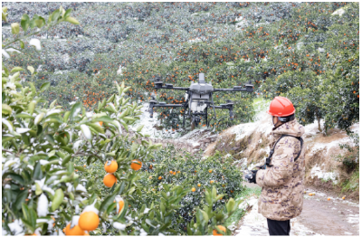 2万斤脐橙积雪中“飞”出深山——秭归无人机为果园除雪打响“脐橙保卫战”