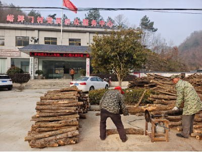房县青峰镇：菌香漫峪坪 段木育新机