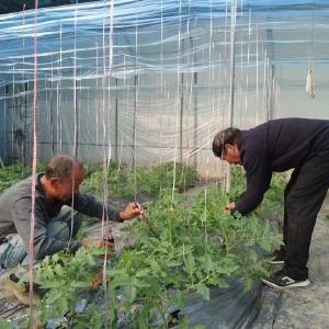 白鹤镇赤岩村：“二膜”加身御寒潮 贝贝南瓜稳越冬