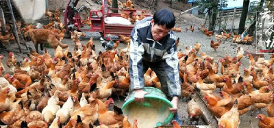 新春走基层 | 让土鸡蛋“飞”出大山，襄阳这个直播间“播”出好年景