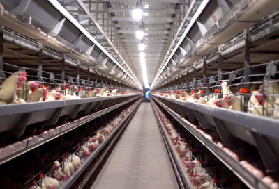 一枚“浠水鸡蛋”的“链”式跃迁 ——5位一线奋斗者讲述创新与实践的故事