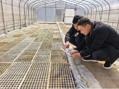 青峰镇：人勤春来早 育苗正当时