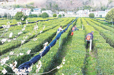 【记者走基层】白鹤镇：春茶采制忙 就业增收旺