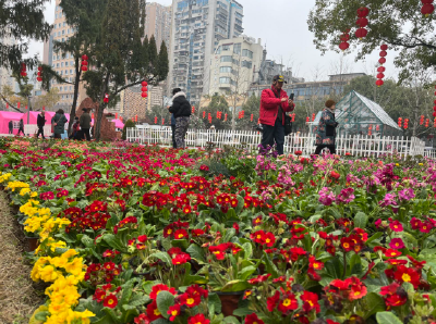 崖壁花开，香越重洋 ——一朵报春花的故土新生